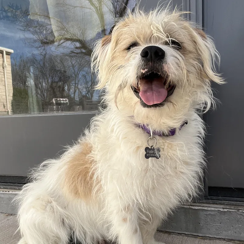 Gingerbread Man thumbnail 4