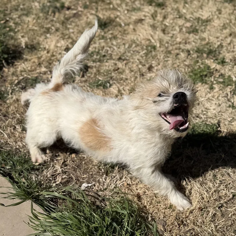 Gingerbread Man thumbnail 5