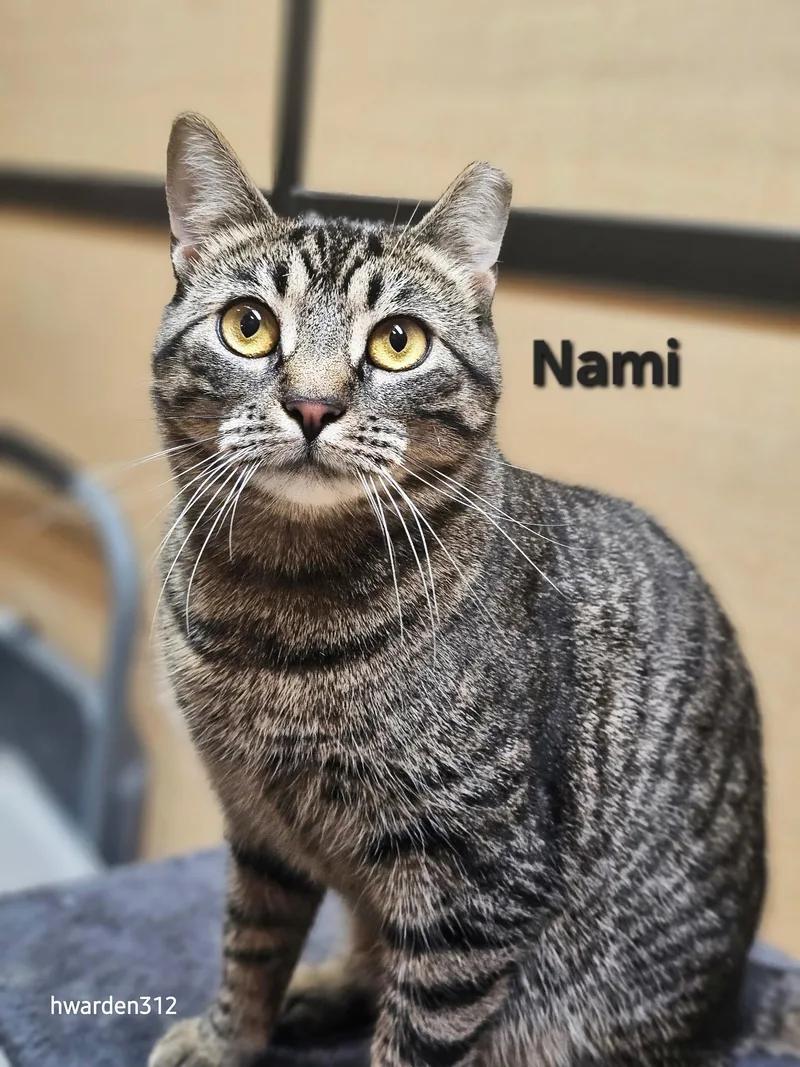 Nami And Robin thumbnail 3