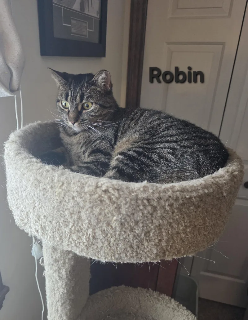 Nami And Robin thumbnail 6