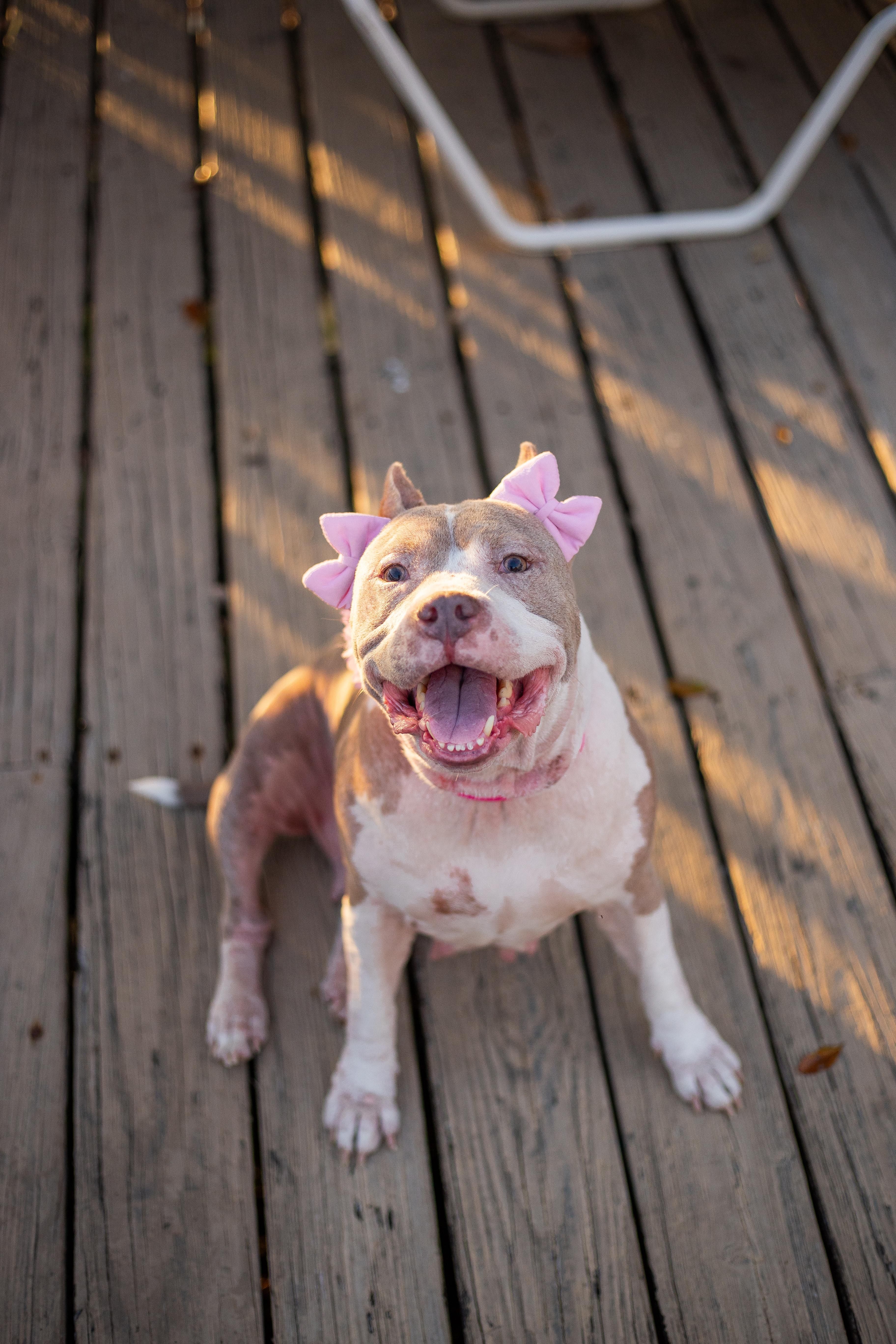 An adult large-sized female American Bulldog dog named Athena for adoption in tampa, FL