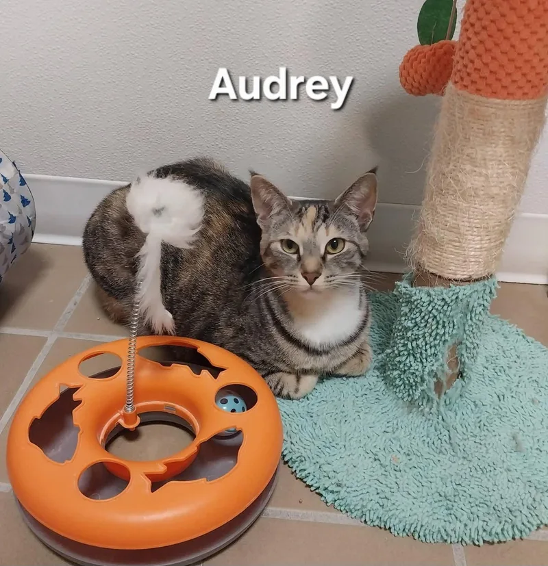 An adult medium-sized female Torbie Domestic Short Hair cat named Audrey for adoption in Temple, PA