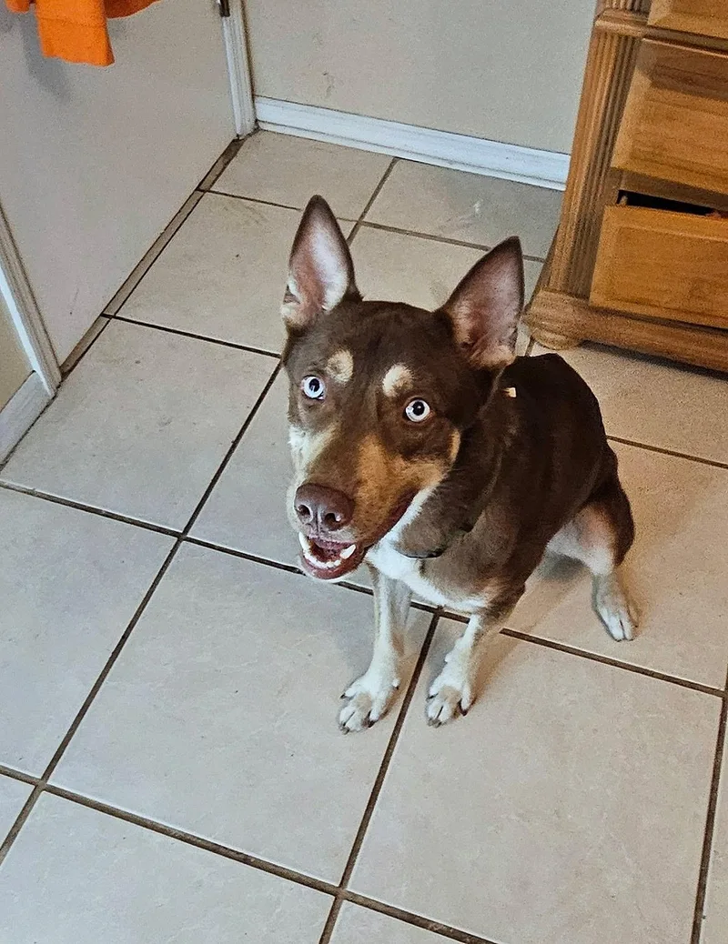 A young medium-sized male Husky dog named Bandit for adoption in tampa, FL
