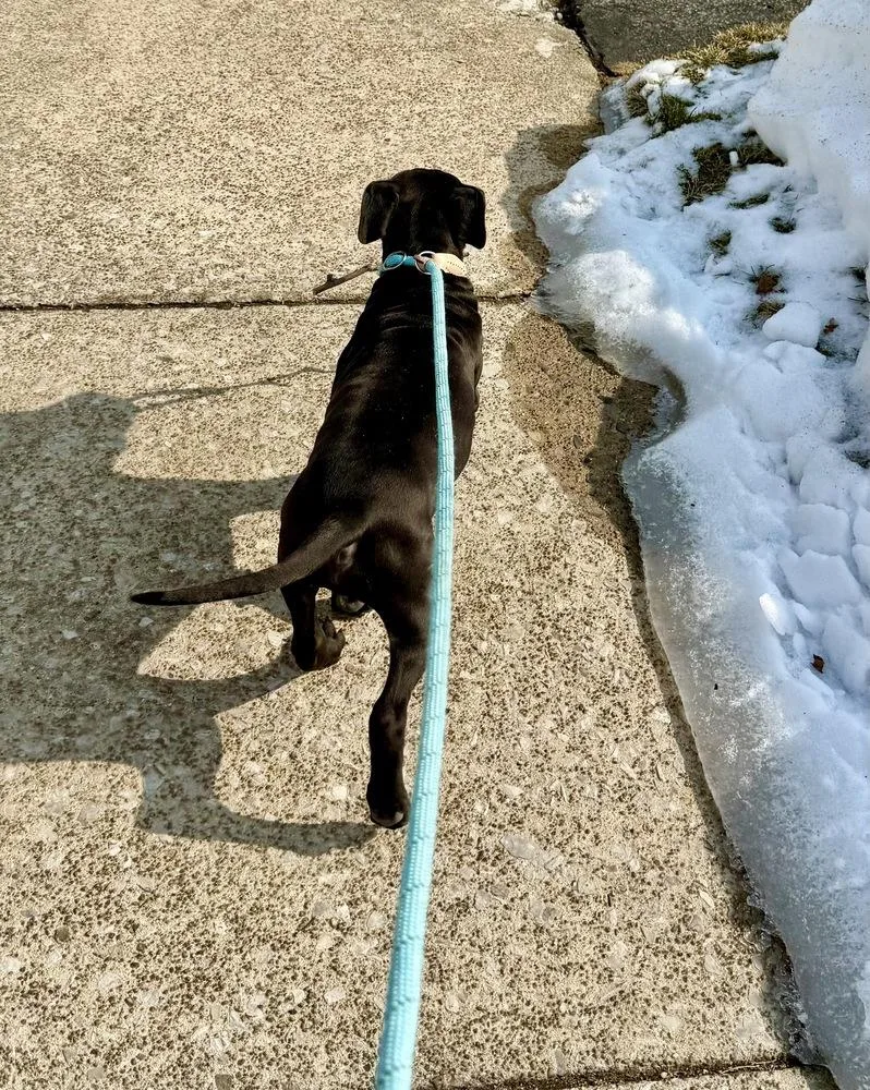A baby medium-sized male Black Pit Bull Terrier dog named Bean for adoption in Greenlawn, NY
