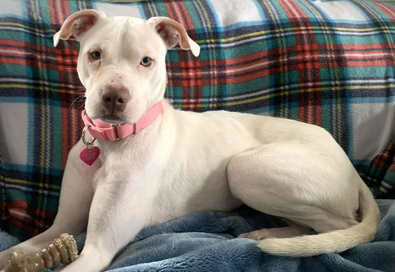 Peppermint Patti thumbnail 2