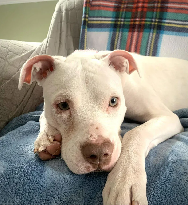 Peppermint Patti thumbnail 3