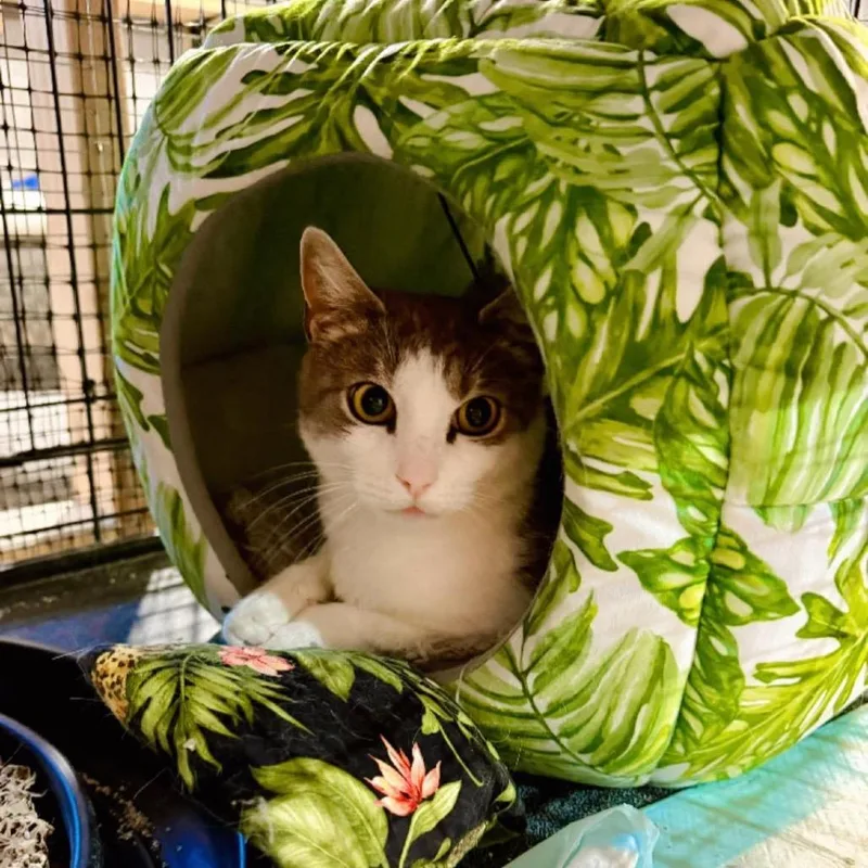 Miss Honey thumbnail 2