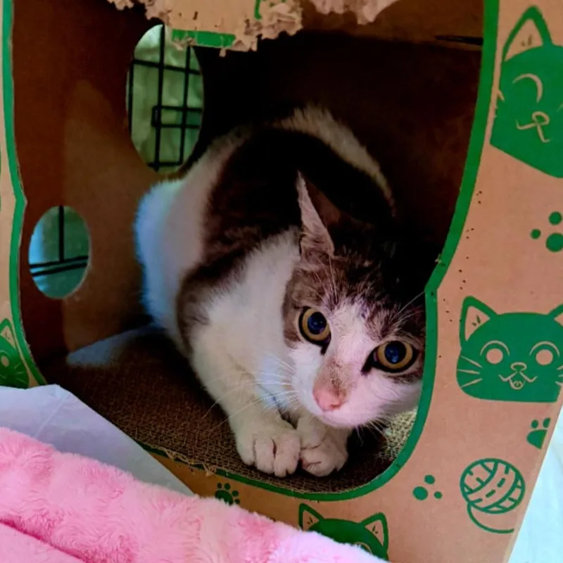 Miss Honey thumbnail 3