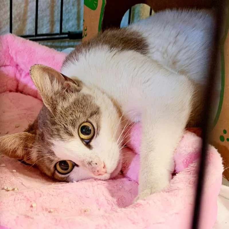 Miss Honey thumbnail 4