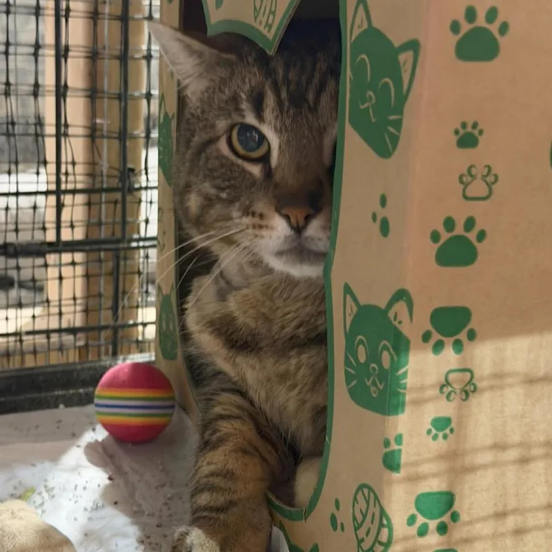 Jelly Roll thumbnail 2