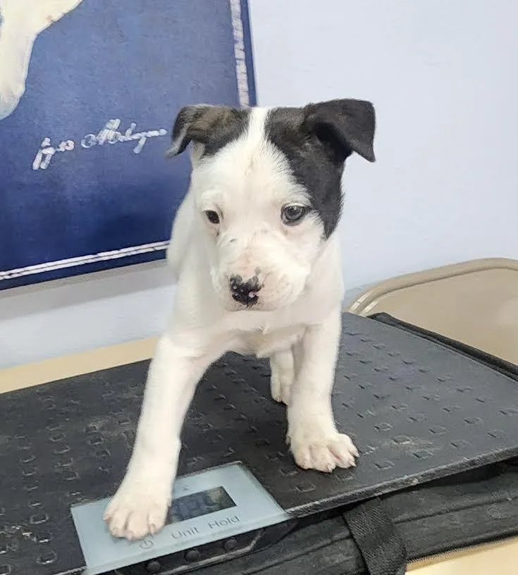 Cheyenne thumbnail 2