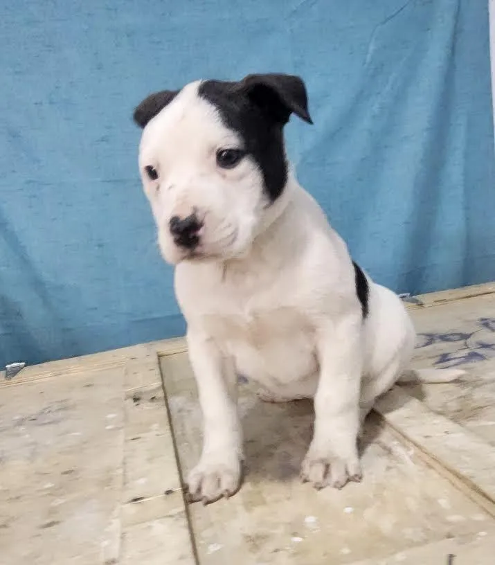 Cheyenne thumbnail 3