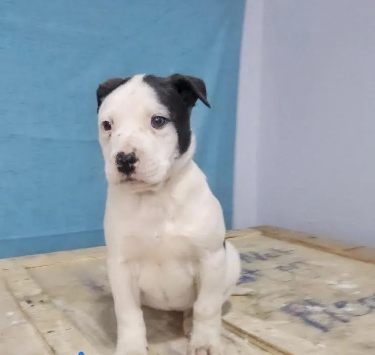 Cheyenne thumbnail 4