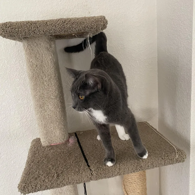 Teddy And Sophie thumbnail 4