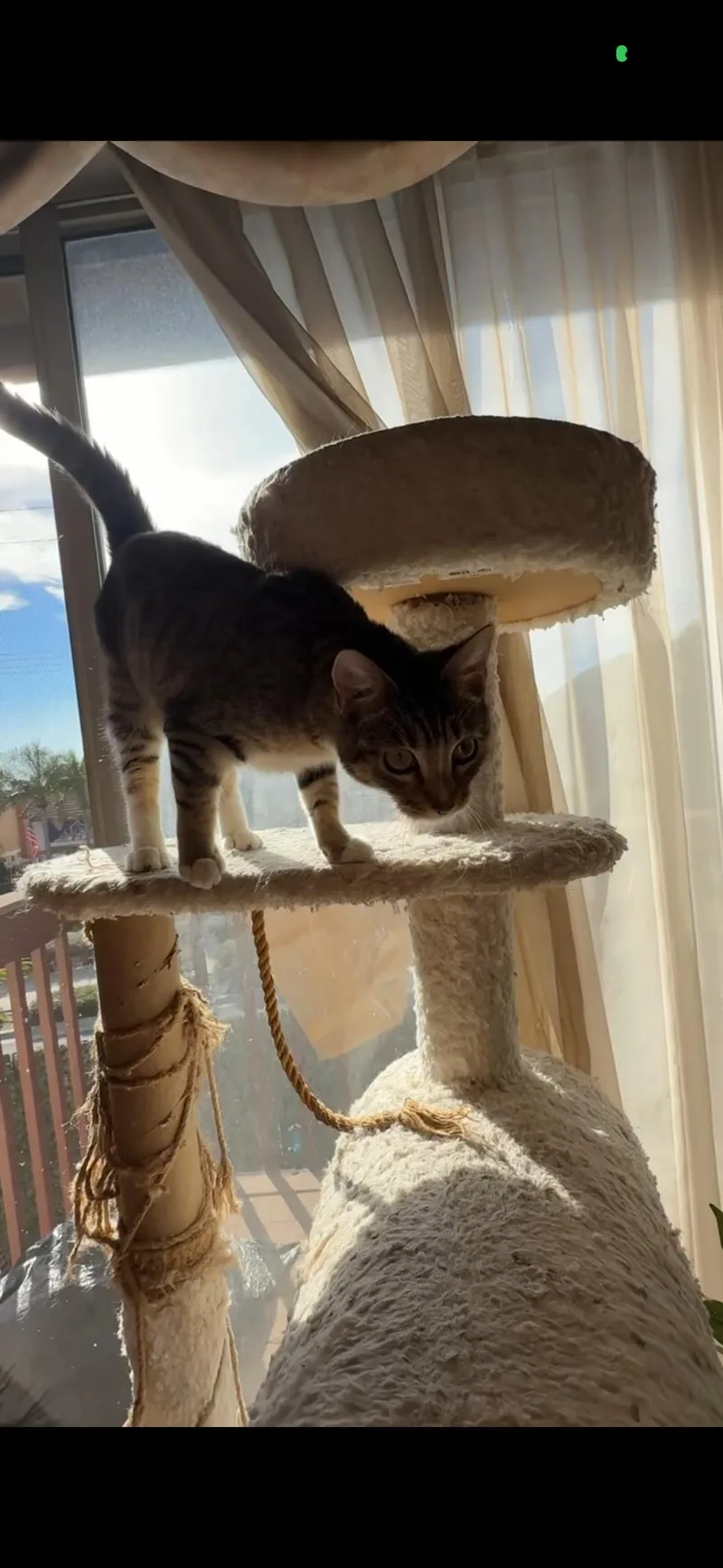 Teddy And Sophie thumbnail 5