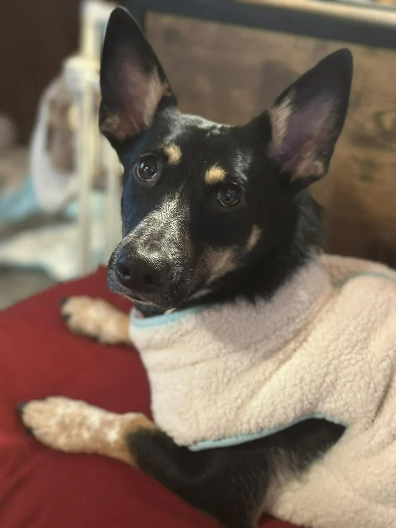 Penelope thumbnail 2