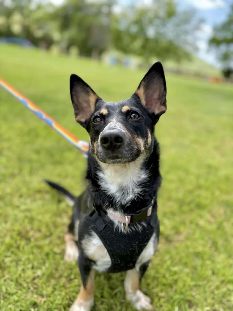 Penelope thumbnail 3