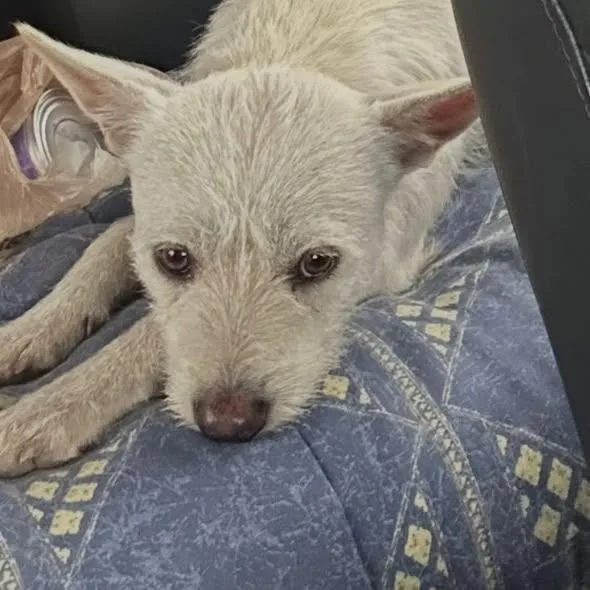 Blizzard thumbnail 2