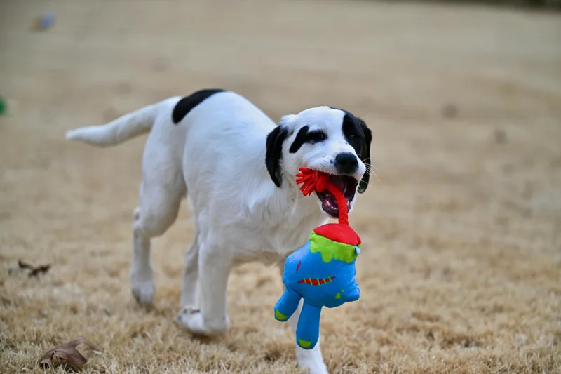 Olympia  The Champion!