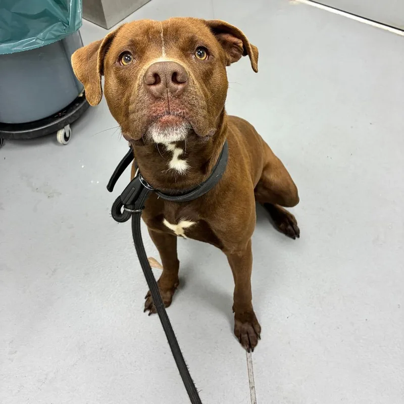 Beanie Weenie thumbnail 2