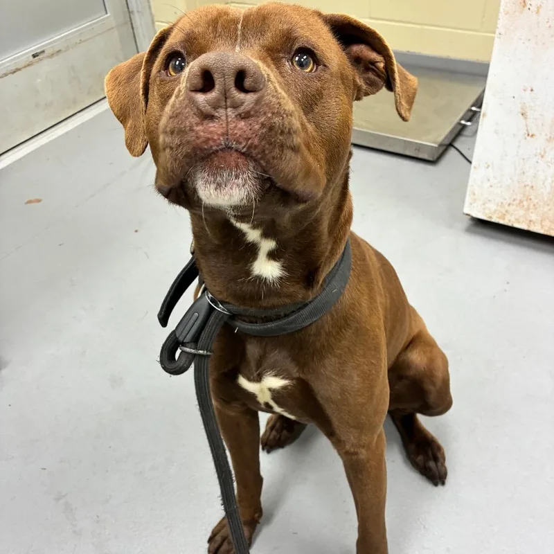 Beanie Weenie thumbnail 3