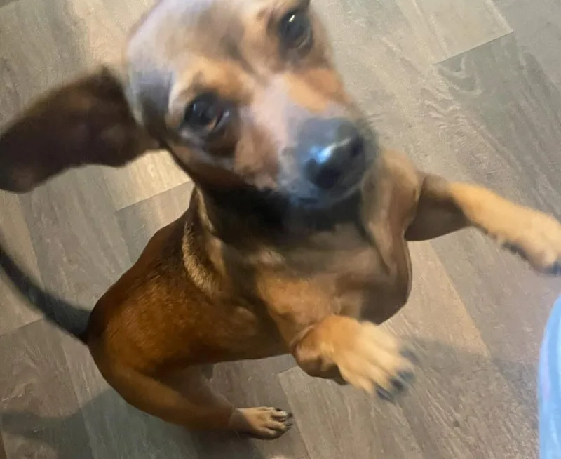 An adult small-sized female Apricot / Beige Dachshund dog named Bailey for adoption in Inez, TX
