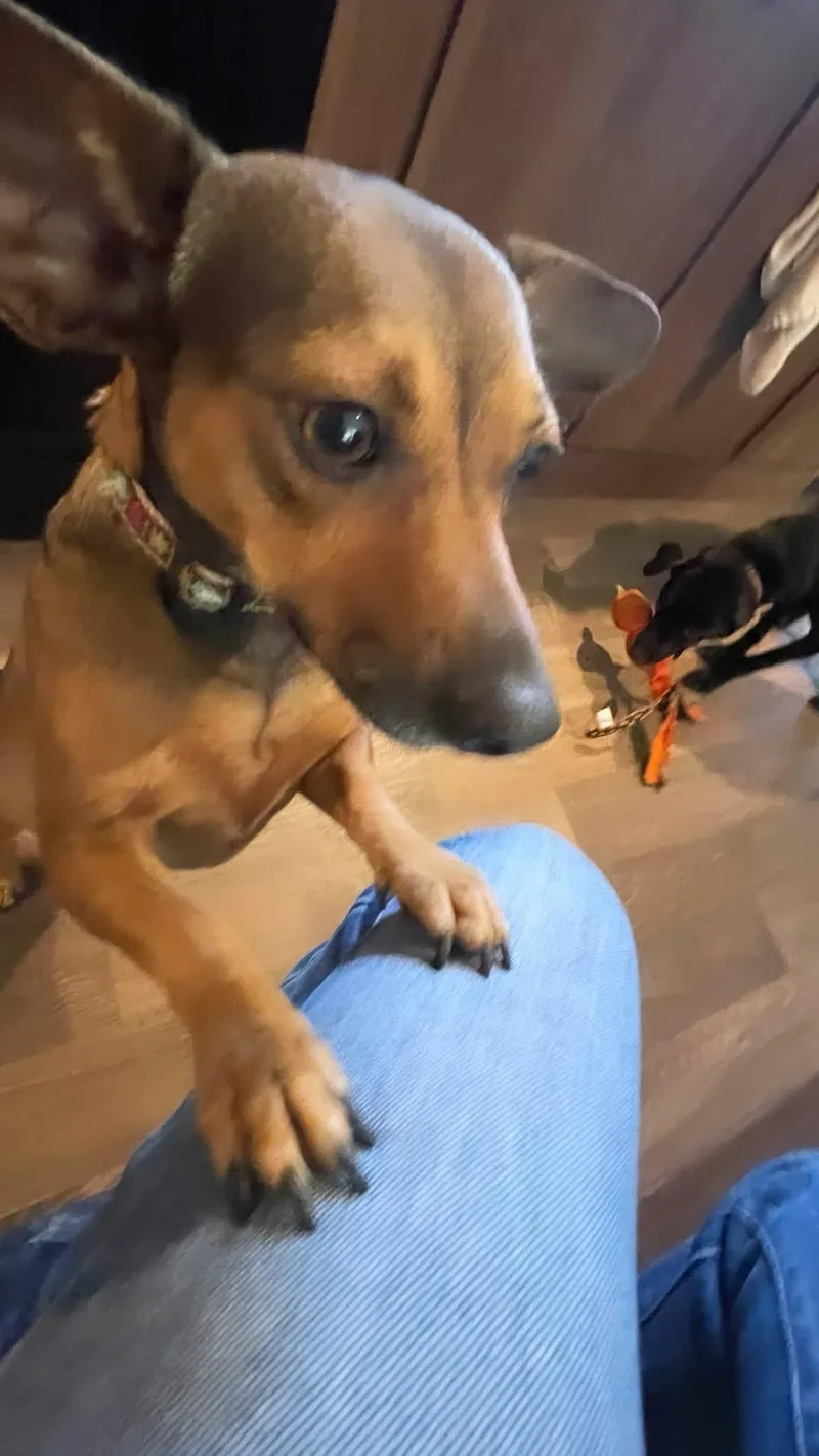 Bailey thumbnail 4