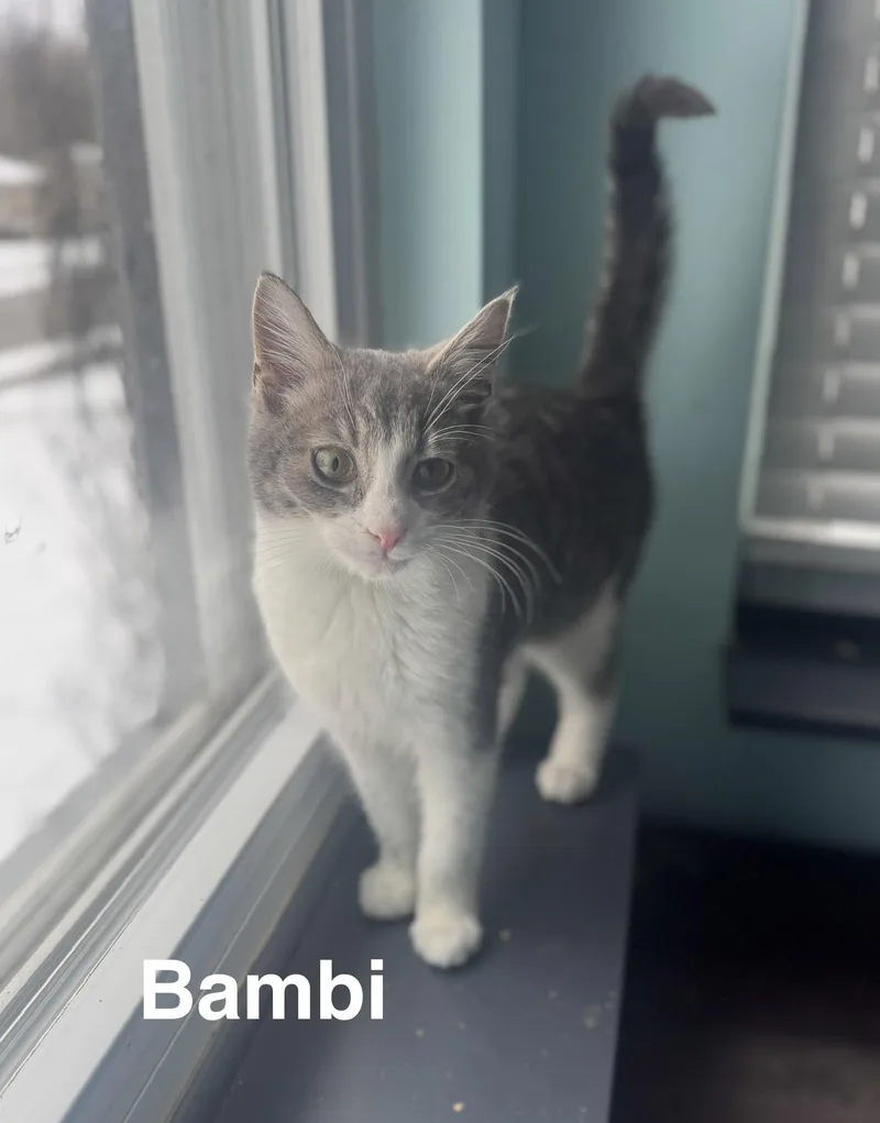 Bambi