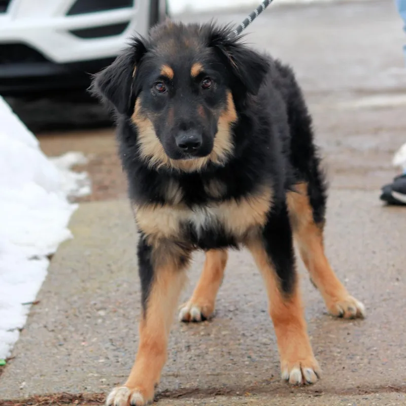 A young medium-sized male Black Shepherd dog named Ct Winston for adoption in Stormville, NY