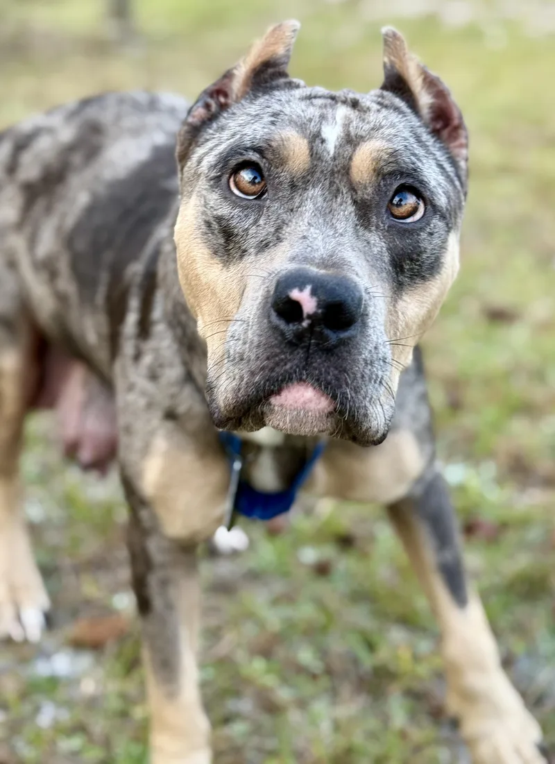 Hazel thumbnail 4