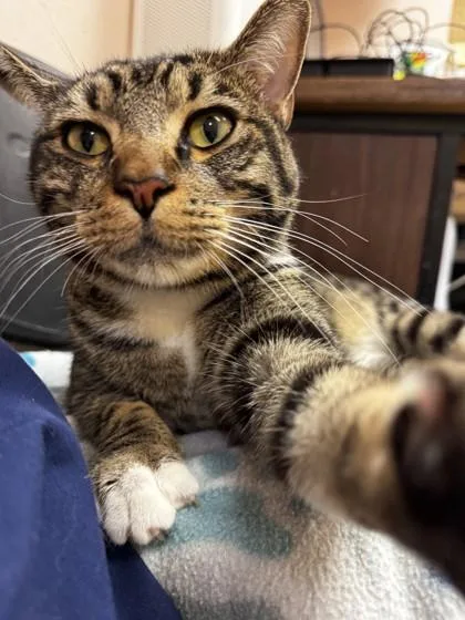 Mr. Boots thumbnail 2