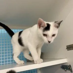 A young small-sized female White Domestic Short Hair cat named Bones for adoption in Atlanta, GA