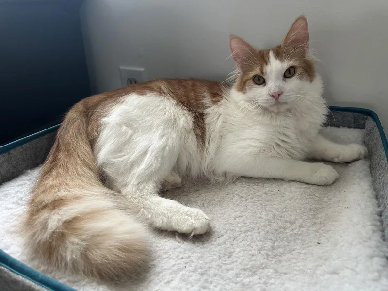 Dreamsicle thumbnail 2