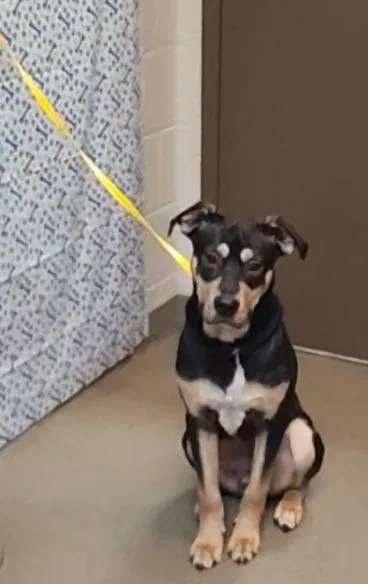 Scruff Rufferton  Attorney