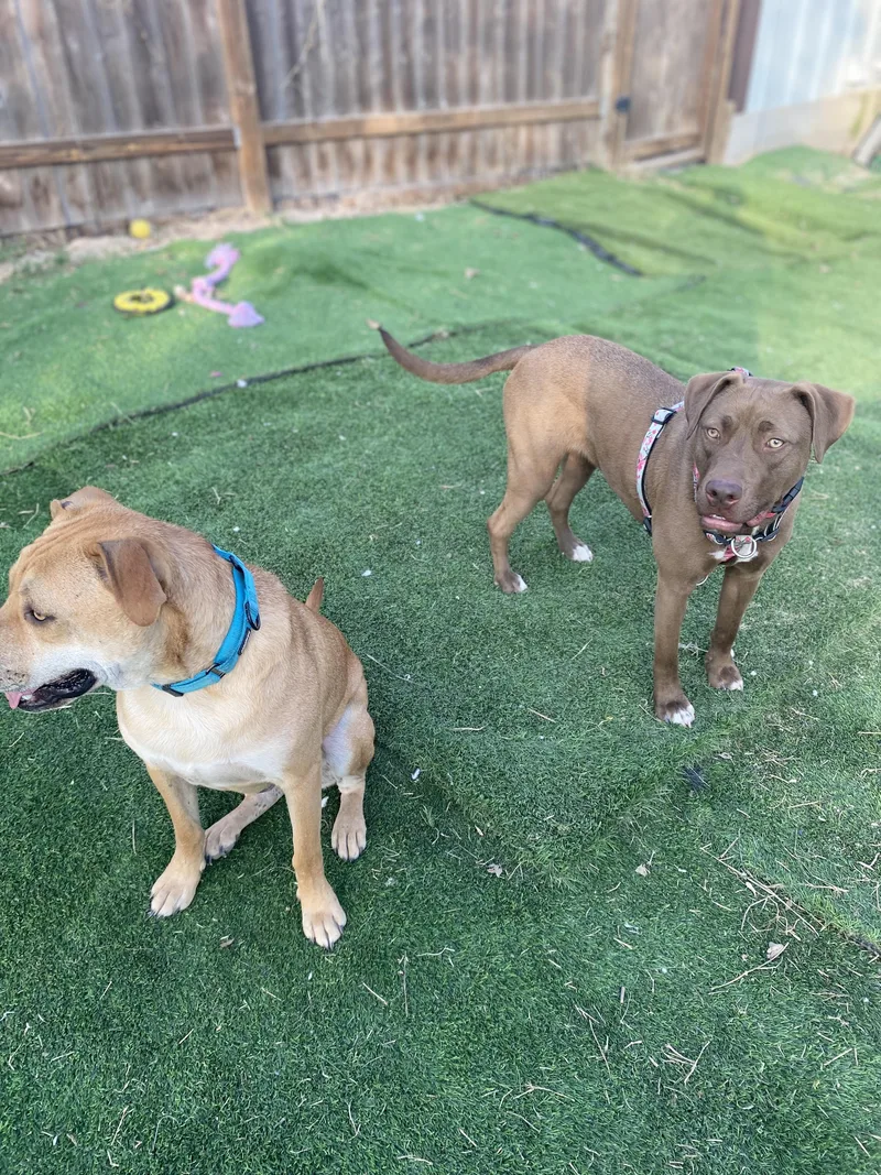 Coco Ann thumbnail 2