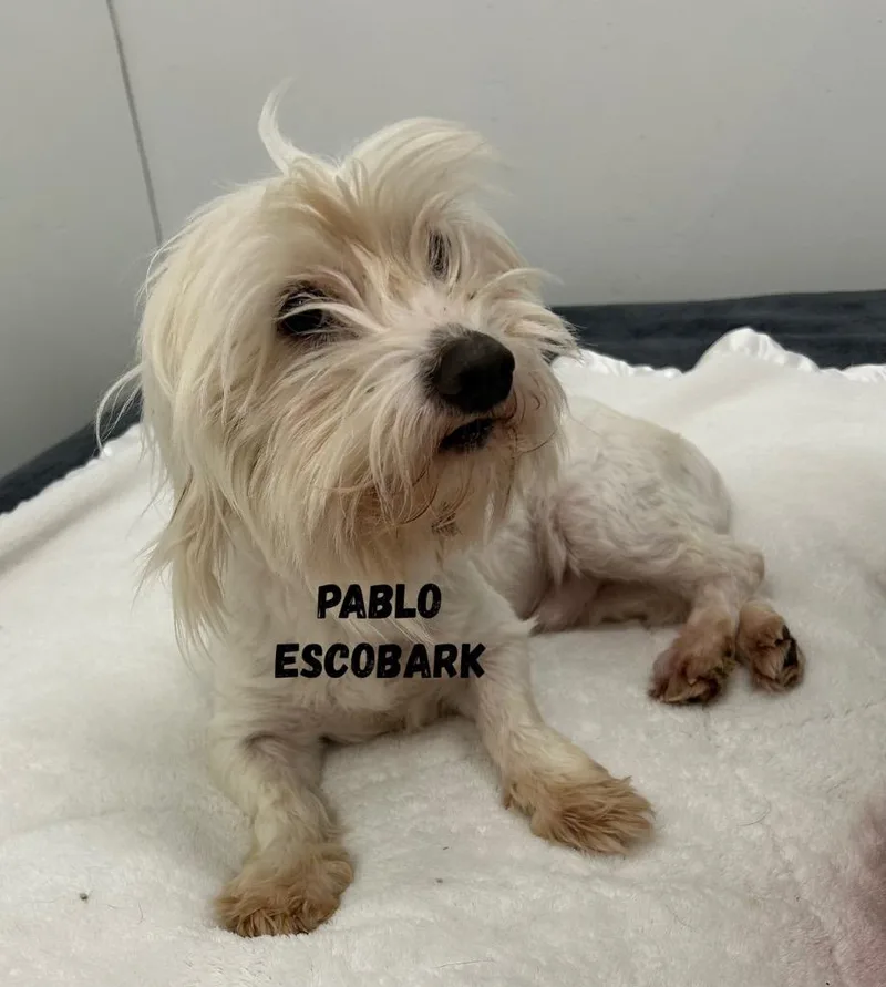 Pablo Escobark