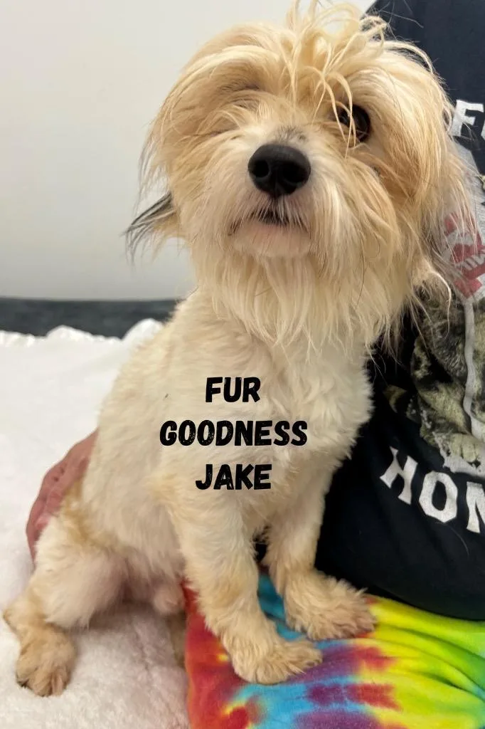 Fur Goodness Jake