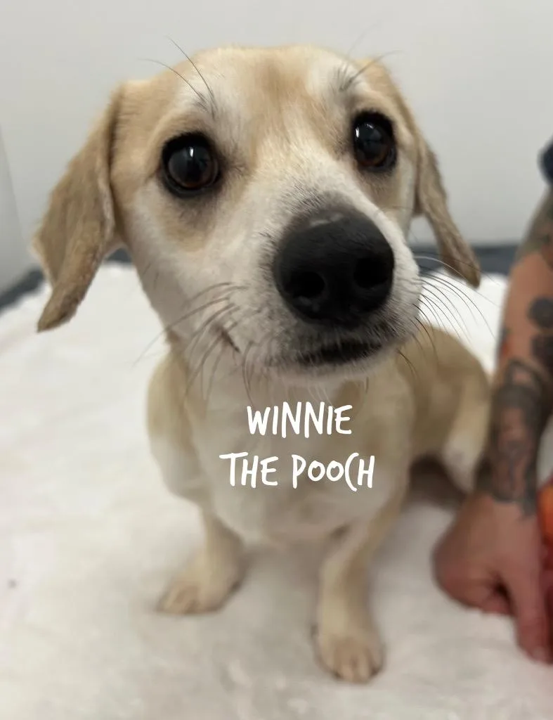 Winnie The Pooch