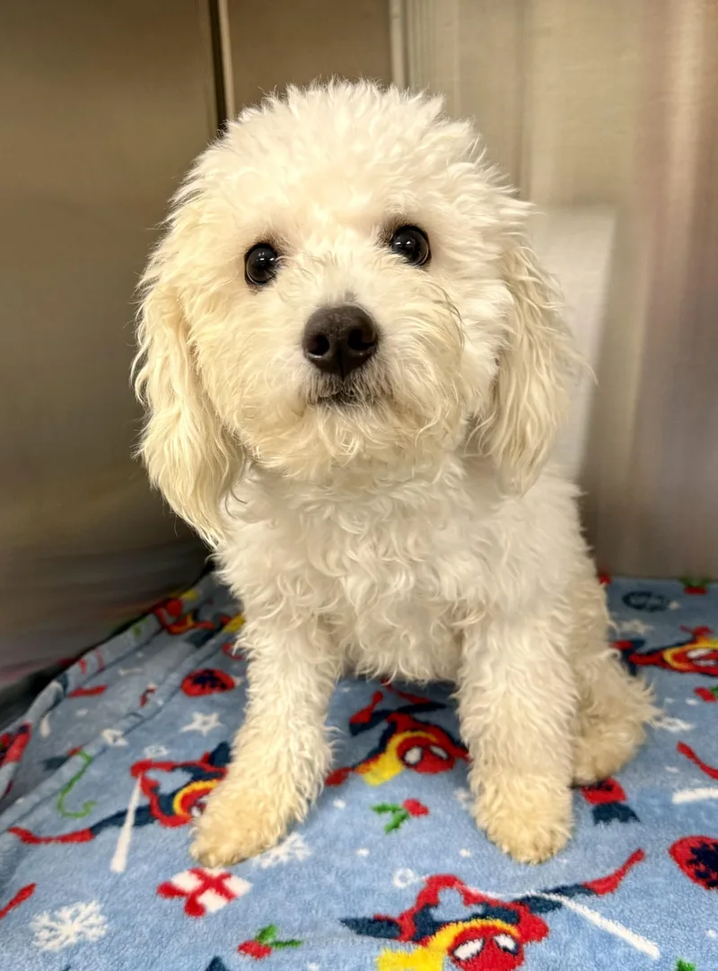 Pretty Mama thumbnail 4