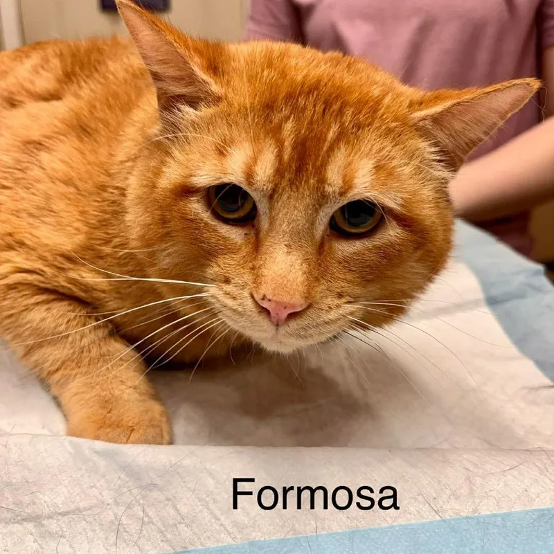 Formosa