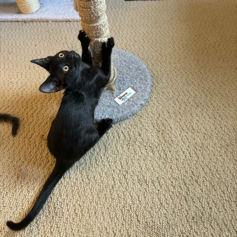 Theodora Bombay Mix thumbnail 2