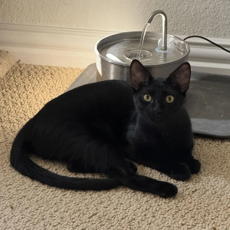 Theodora Bombay Mix thumbnail 3