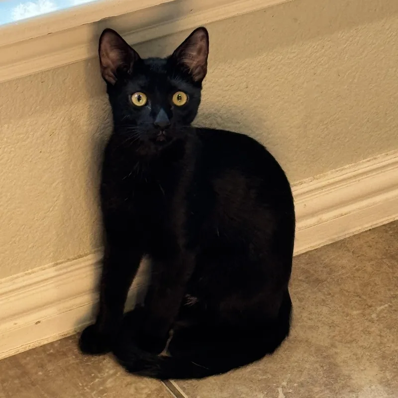 Theodora Bombay Mix thumbnail 5