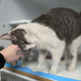 Ringo Carlsbad thumbnail 2