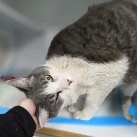 Ringo Carlsbad thumbnail 3