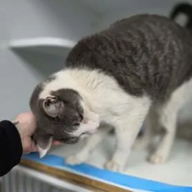 Ringo Carlsbad thumbnail 4