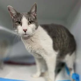 Ringo Carlsbad thumbnail 5