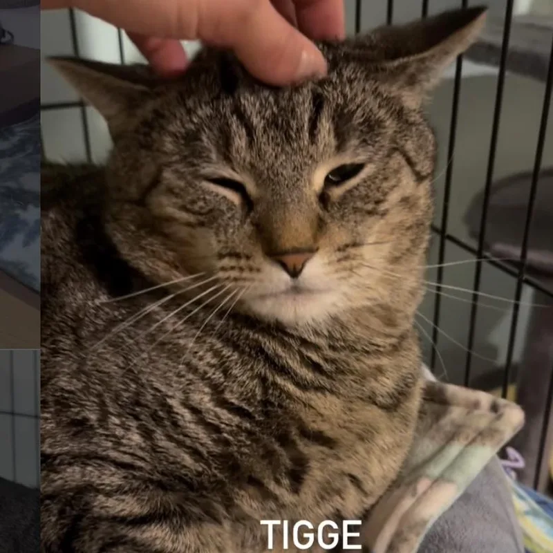 Tigee