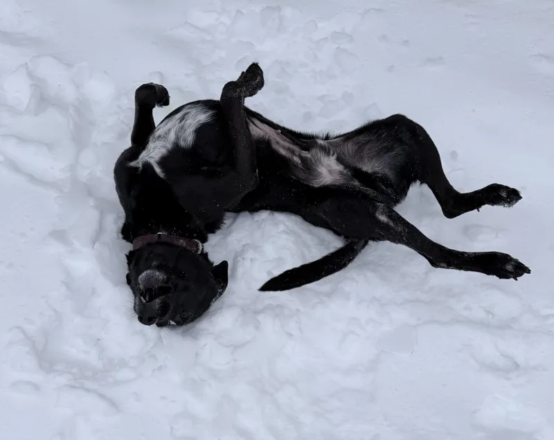 Sebastian thumbnail 2