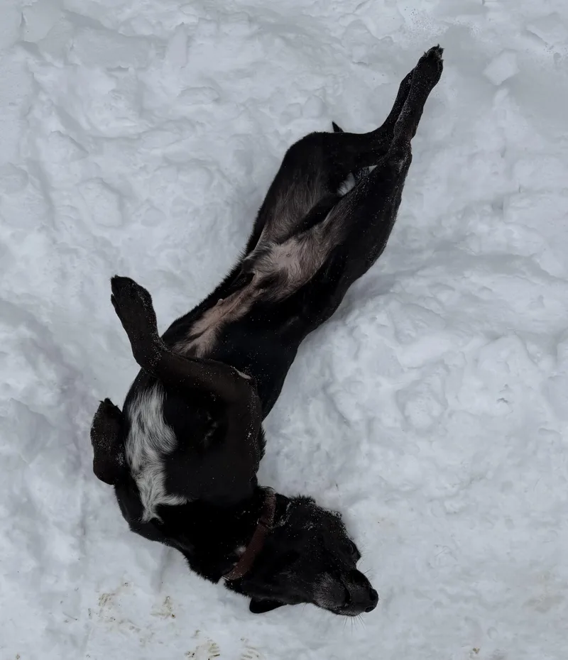 Sebastian thumbnail 3